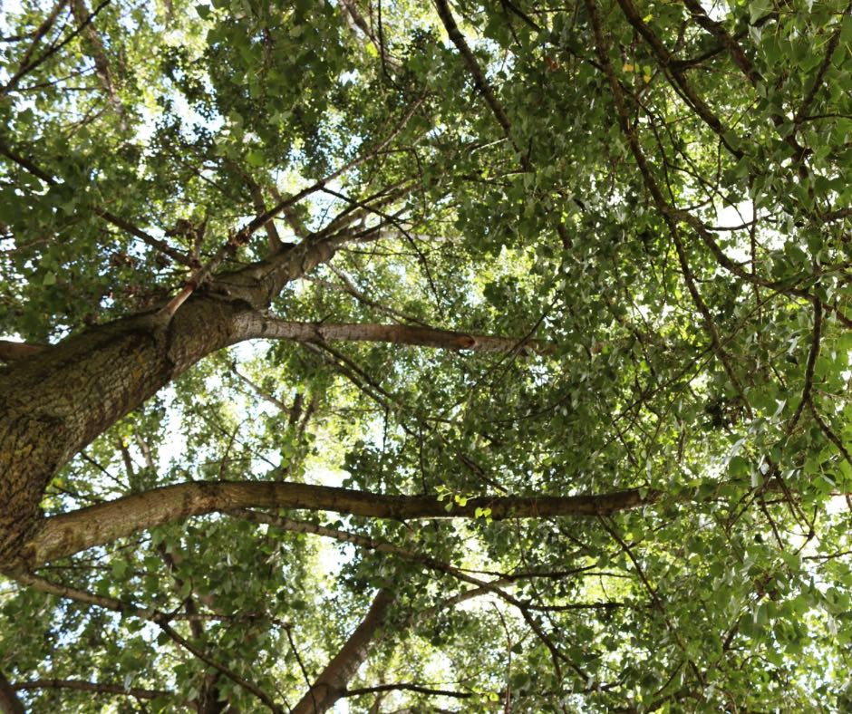 Les différents types de bois de chauffage : lequel choisir ?